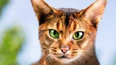 NAMES OF ANIMALS IN IGBO LANGUAGE