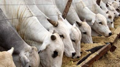 Cattle traders suing the government of Abia over plans to demolish homes inside the market.