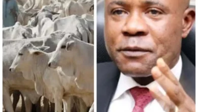 IPOB Challenges Gov. Mbah Regarding Proposal to Build Cattle Ranch in Enugu Locality